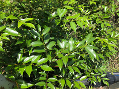 Cinnamomum insularimontanum