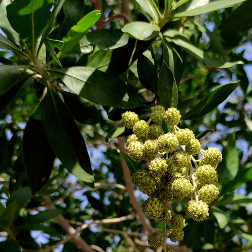 Conocarpus lancifolius, photograph 3
