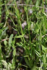 Lindernia parviflora