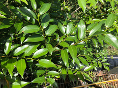 Cinnamomum insularimontanum