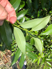 Cinnamomum insularimontanum