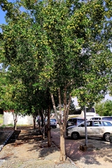 Conocarpus lancifolius