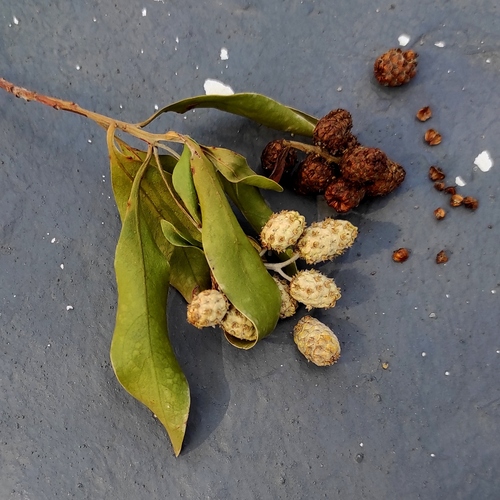 Conocarpus lancifolius, photograph 6