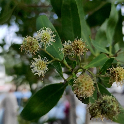 Conocarpus lancifolius, photograph 5