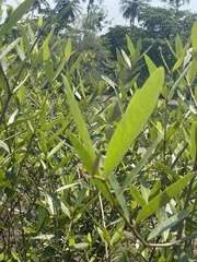 Avicennia germinans image