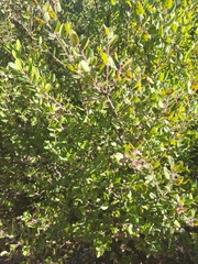 Arctostaphylos sensitiva