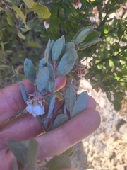 Arctostaphylos silvicola