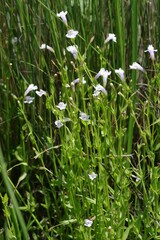 Lindernia parviflora