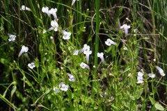 Lindernia parviflora