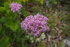 Centranthus angustifolius