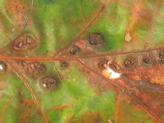 Callirhytis favosa