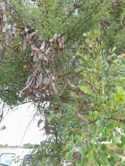 Image of Senegalia nigrescens