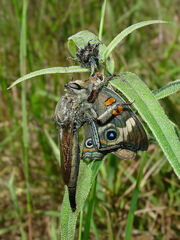 Proctacanthus milbertii