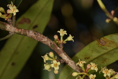 Myrsine seguinii