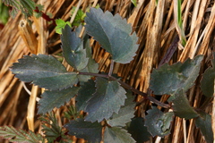Ostericum palustre
