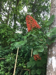 Clerodendrum paniculatum