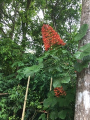 Clerodendrum paniculatum image