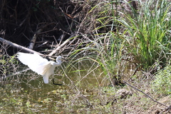 Egretta garzetta