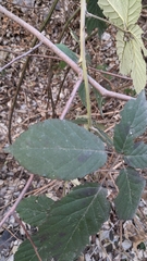 Rubus hirtus