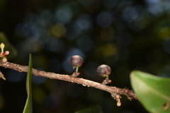 Myrsine seguinii