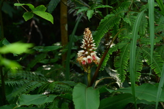 Alpinia shimadae