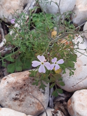 Cakile maritima