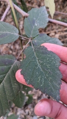 Rubus hirtus