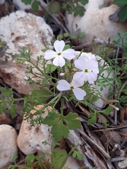 Cakile maritima