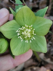 Helleborus multifidus istriacus