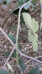 Rubus hirtus