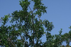 Zanthoxylum capense