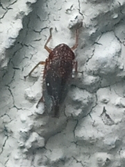 Cicadellidae