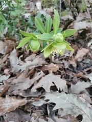 Helleborus multifidus istriacus
