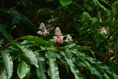 Alpinia shimadae