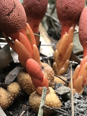 Balanophora laxiflora