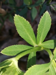 Helleborus multifidus istriacus