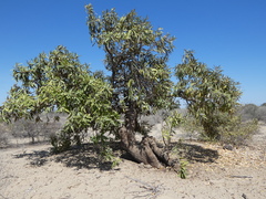 Colicodendron scabridum