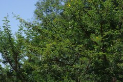 Vachellia karroo
