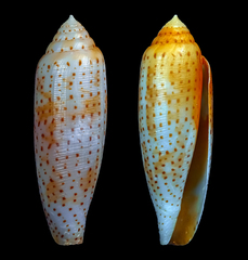 Conus nussatella