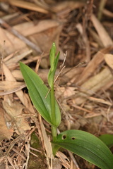 Platanthera minor