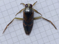 Notonecta irrorata