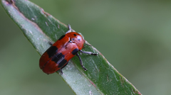 Clytra novempunctata