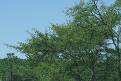 Vachellia karroo