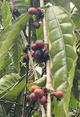 Coffea