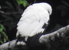 Pseudastur albicollis