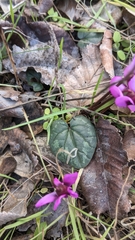Cyclamen coum
