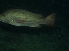 Lutjanus argentimaculatus