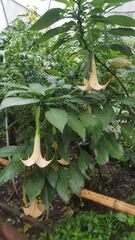 Brugmansia