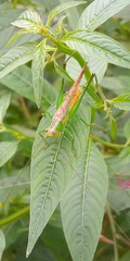 Conocephalus cognatus