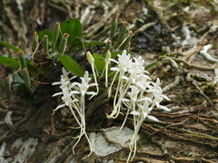 Mystacidium venosum